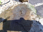 20170620_110638.jpg 20170620_110638.jpg