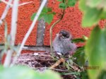 Fips IMG_0605.JPG