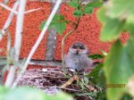 Fips IMG_0606.JPG