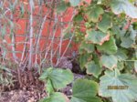 Fips IMG_0608.JPG