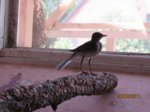 Fridolin IMG_0615.JPG