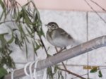 Fridolin IMG_0620.JPG