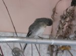 Fridolin IMG_0633.JPG