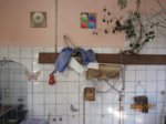 Fix und Foxy IMG_0639.JPG