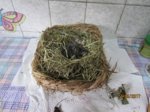Asterix und Obelix IMG_0679.JPG