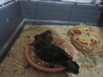 Eihwi und Happy IMG_0664.JPG