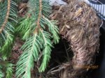 Fips IMG_0671.JPG