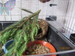 Fips IMG_0672.JPG