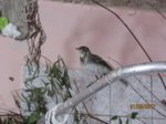 Fridolin IMG_0655.JPG