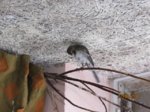 Fridolin IMG_0673.JPG