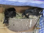 Tubby, Fix und Foxi IMG_0669.JPG