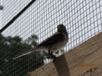 Fridolin IMG_0681.JPG