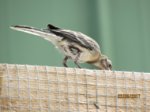 Fridolin IMG_0689.JPG
