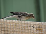 Fridolin IMG_0690.JPG