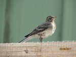 Fridolin IMG_0692.JPG