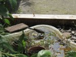 Fridolin IMG_0695.JPG