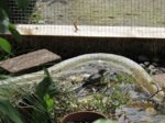 Fridolin IMG_0696.JPG