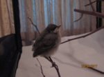 Merlin IMG_0704.JPG