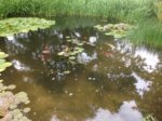 13.06.2017 Teich mit Fische.JPG