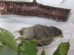 Merlin IMG_0718.JPG