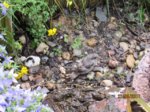 Fips IMG_0682.JPG