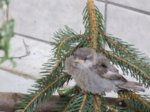 Fips IMG_0737.JPG