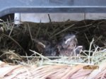 Asterix und Obelix IMG_0743.JPG