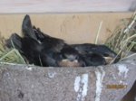 Foxy und Tubby IMG_0745.JPG