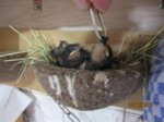 Foxy und Tubby IMG_0747.JPG