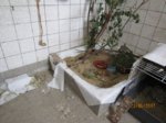 Fridolin IMG_0735.JPG