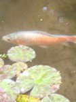 25.06.2017 Koi orange 1.JPG