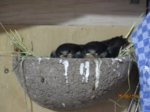 Foxy und Tubby IMG_0820.JPG