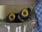 Foxy und Tubby IMG_0843.JPG
