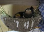 Foxy und Tubby IMG_0847.JPG
