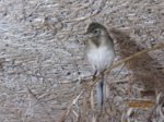 Fridolin IMG_0815.JPG