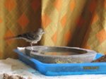 Fridolin IMG_0852.JPG