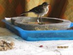 Fridolin IMG_0853.JPG