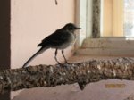 Fridolin IMG_0854.JPG
