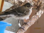 Fridolin IMG_0856.JPG