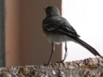 Fridolin IMG_0857.JPG