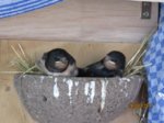 Foxy und Tubby IMG_0849.JPG