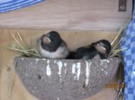 Foxy und Tubby IMG_0850.JPG