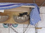 Foxy und Tubby IMG_0858.JPG