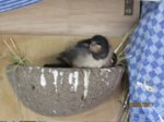 Foxy und Tuppy IMG_0860.JPG