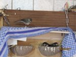 Fridolin, Foxy und Tubby IMG_0848.JPG
