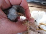 Fips IMG_0898.JPG