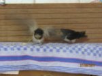 Foxy und Tubby IMG_0914.JPG
