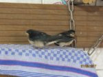 Foxy und Tubby IMG_0921.JPG