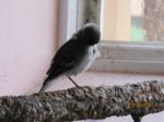 Fridolin IMG_0930.JPG