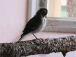 Fridolin IMG_0931.JPG